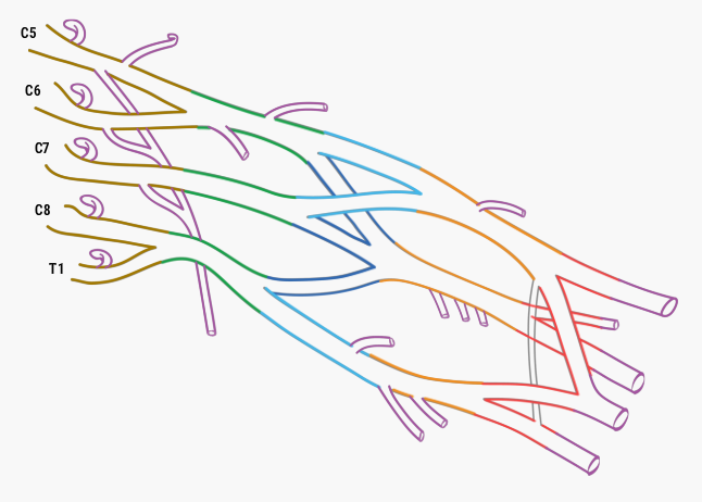 U Br Columbia Drawing Overview Of The Brachial Plexus No Labels Anatomytool